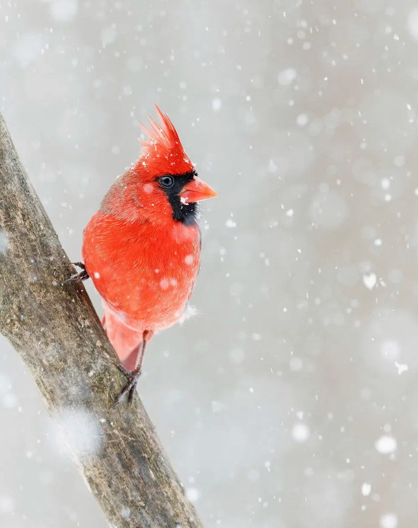 cardinal on a branch with snow