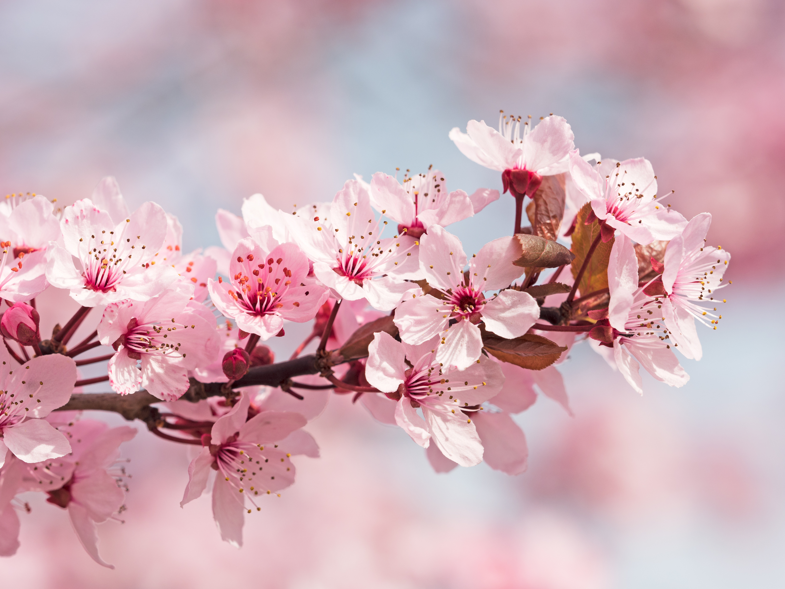 Sakura Spring Cherry Blossoms