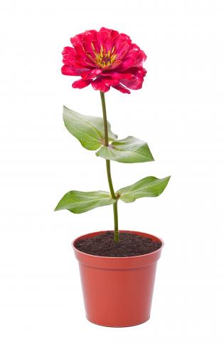 Red flower in pot