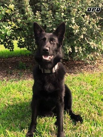 Picture of Olathe Police K9, Java.