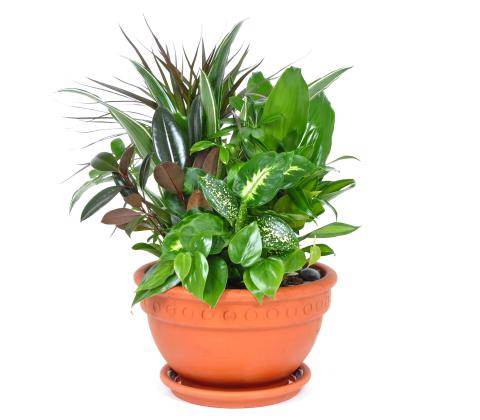 House plant arrangement