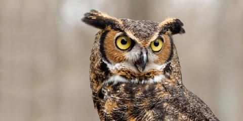 Great horned owl with large ear tufts and yellow eyes