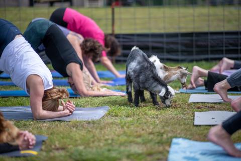 Goat Yoga