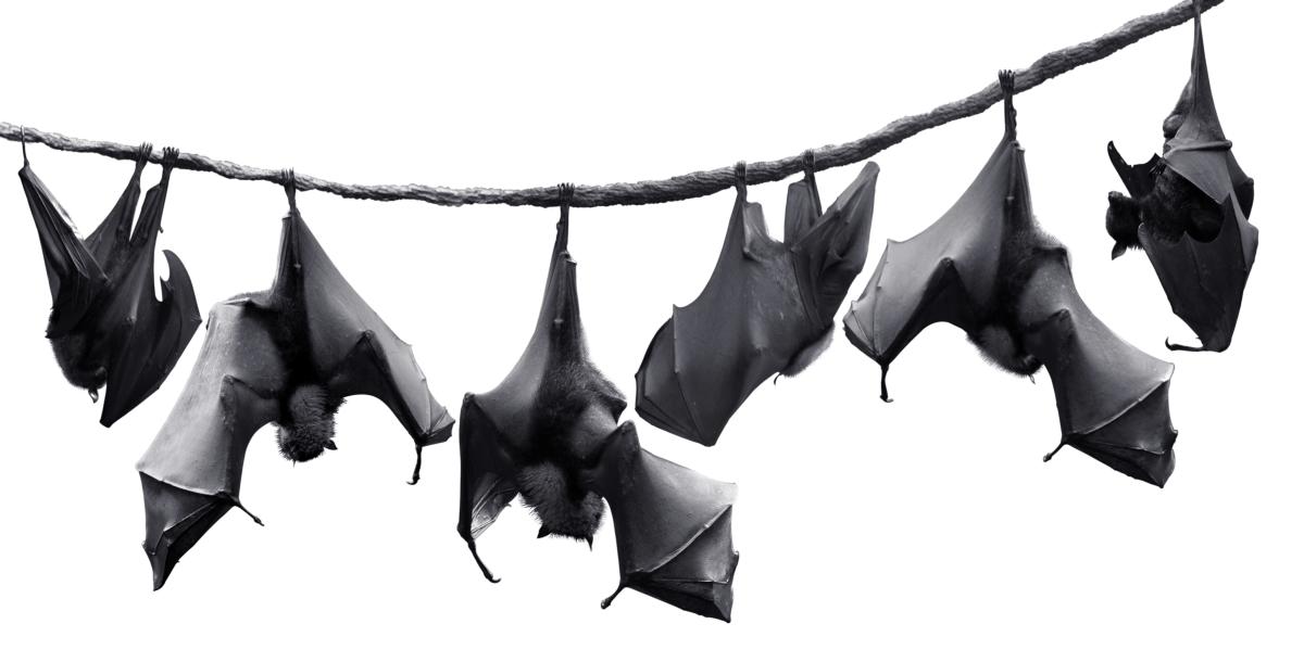 Bats