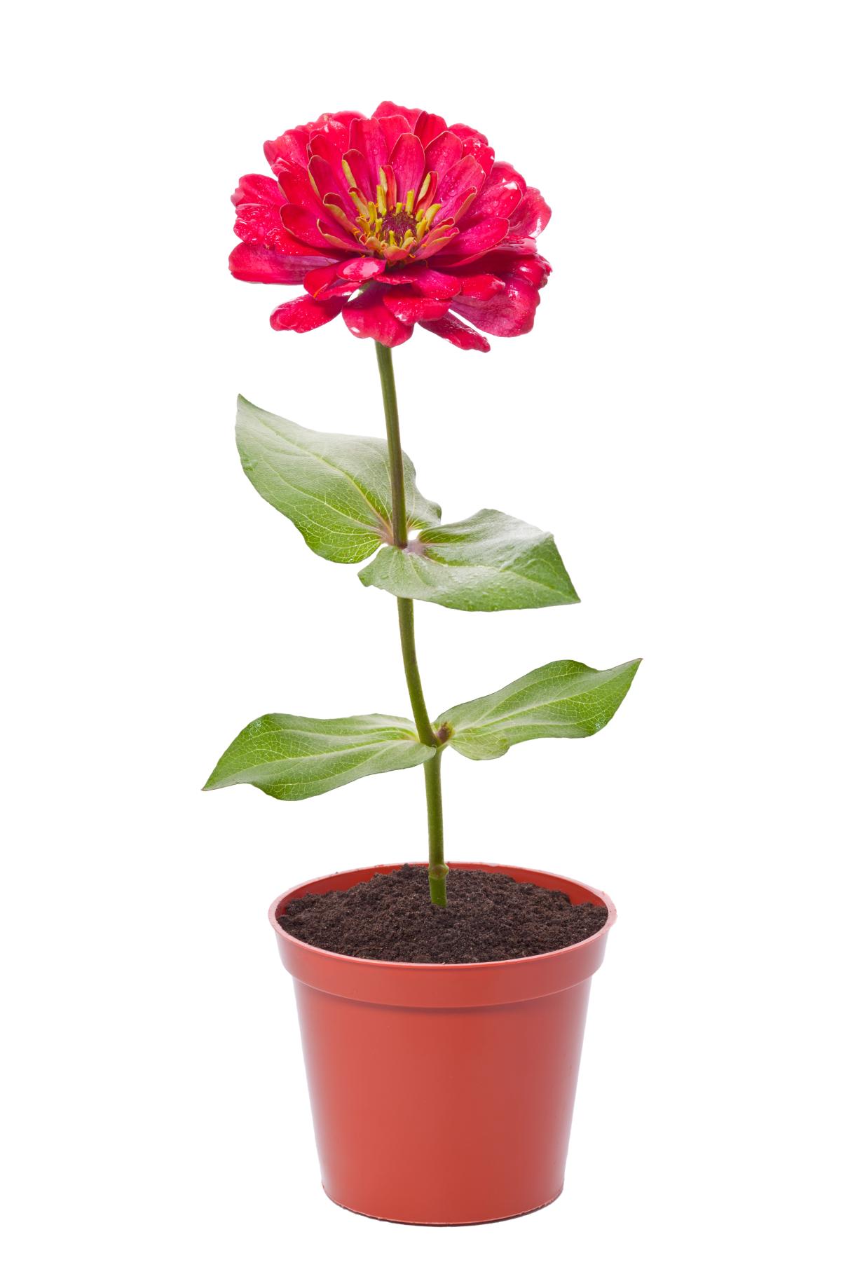 Red flower in pot