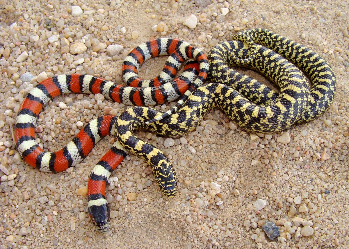 Native Kansas Snakes